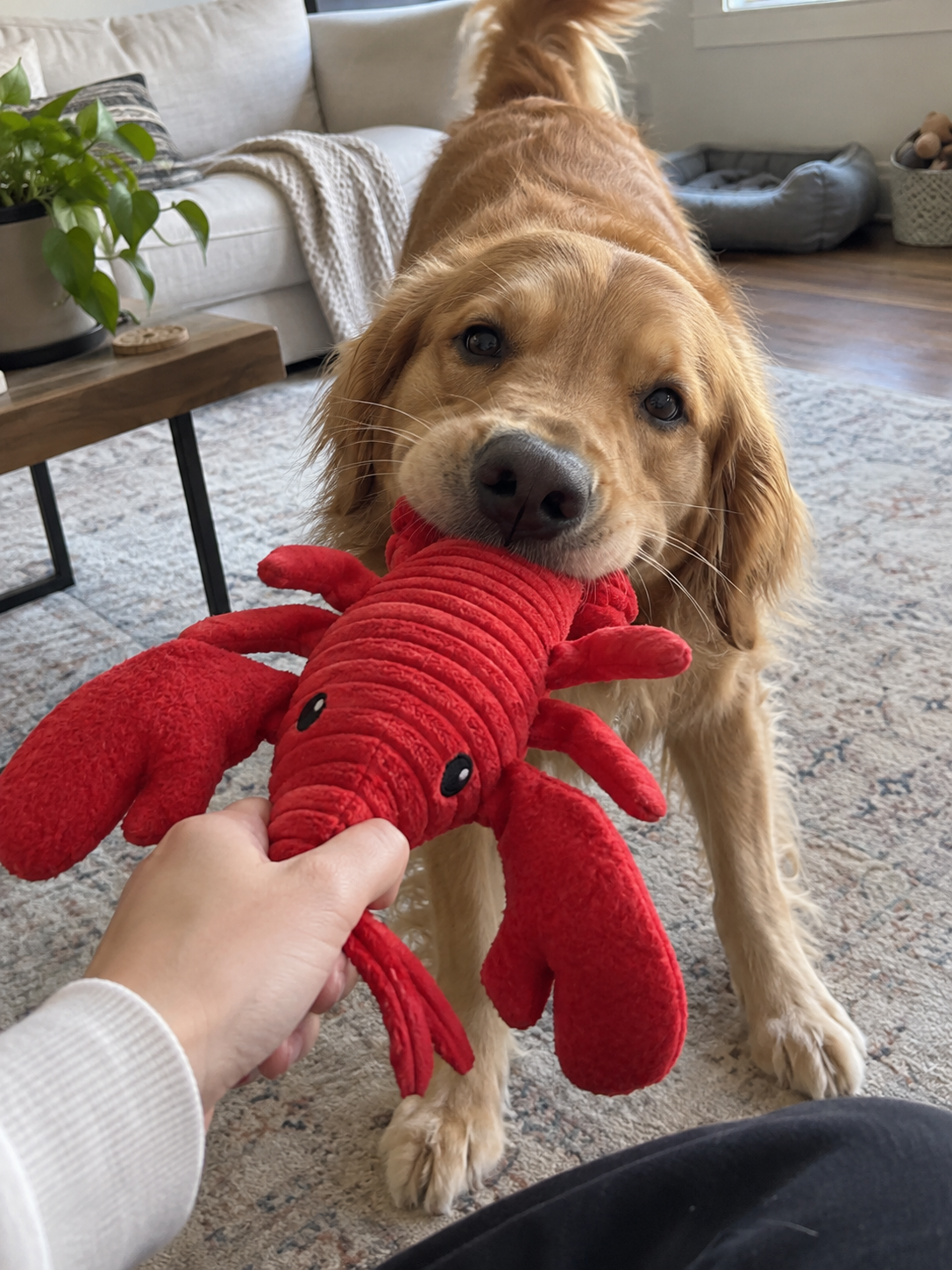 Plush Lobster Dog Toy for Chewy Indoor Play